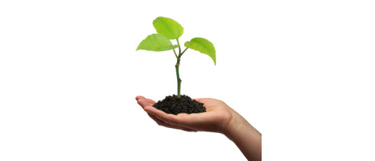 Plant growing in palm of a human hand: How to do marketing as a start-up