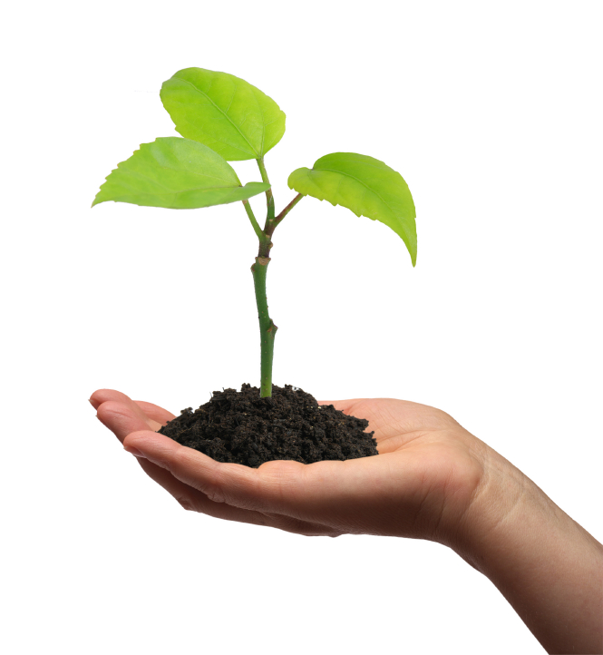 Plant growing in the palm of your hand: How to build effective relationships with SMEs
