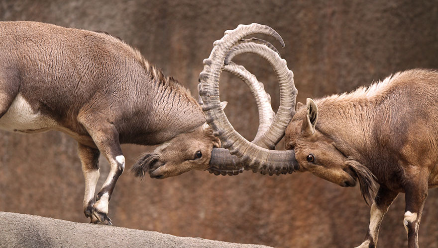 Butting heads: Why ABM makes sales and marketing alignment easier not harder image