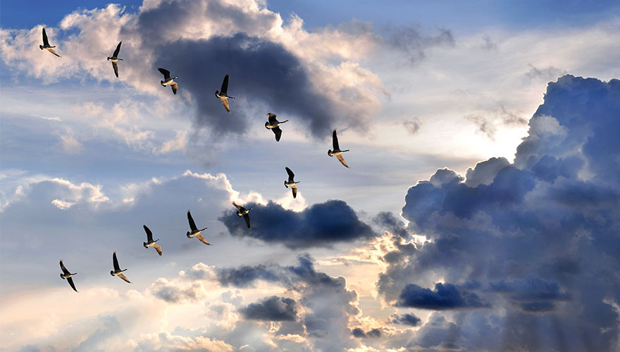 How to: Become a customer experience leader image