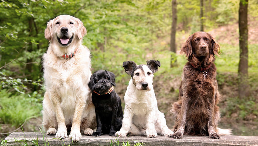 The importance of diversity in marketing image